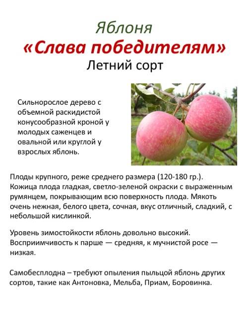 Яблоня вэм розовый: особенности сорта и ухода