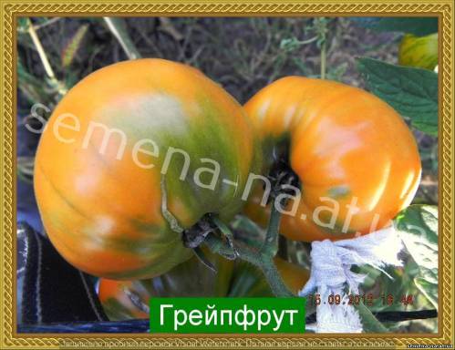 Описание томата грейпфрут, закаливание и уход за плодами