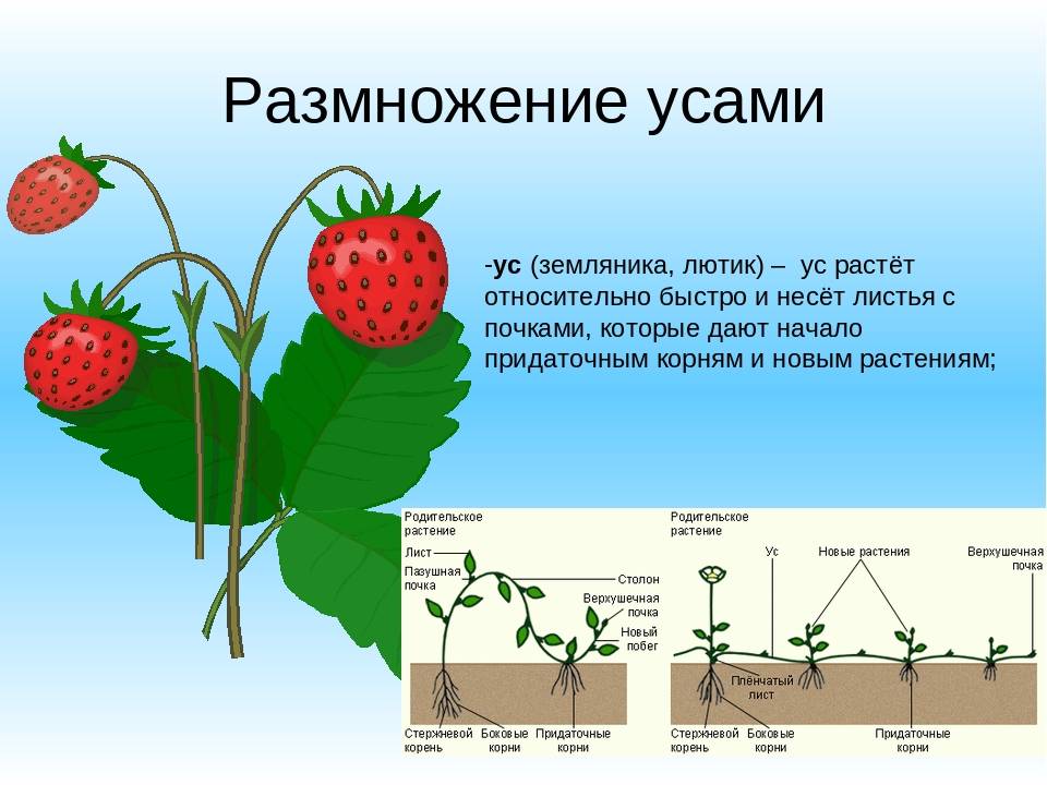 Описание клубники сорта вима тарда, посадка и уход, выращивание и размножение
