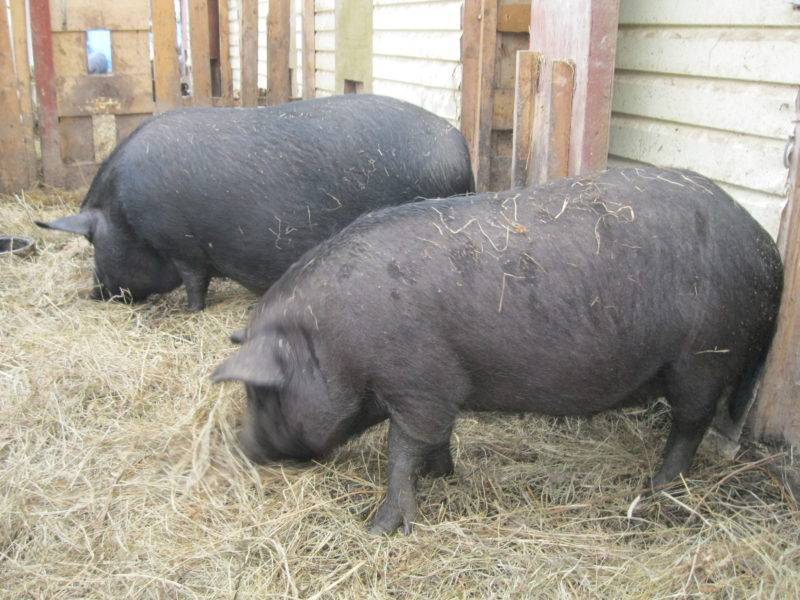 ᐉ порода свиней кармалы: характеристика - zooon.ru