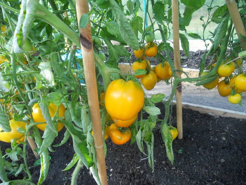 Описание гибридного томата обские купола: основные характеристики и отзывы садоводов