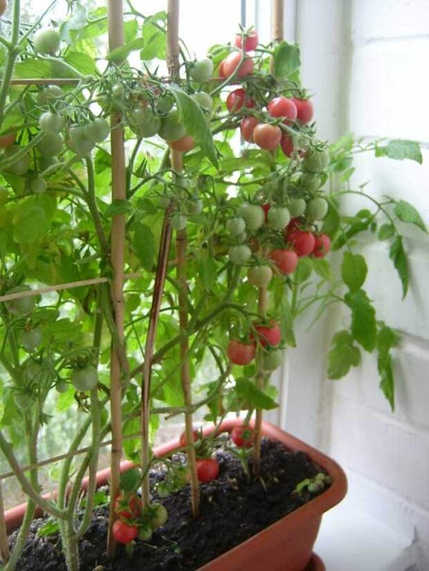 ???? помидоры на подоконнике: выращивание томатов зимой в домашних условиях — правила и рекомендации selo.guru — интернет портал о сельском хозяйстве
