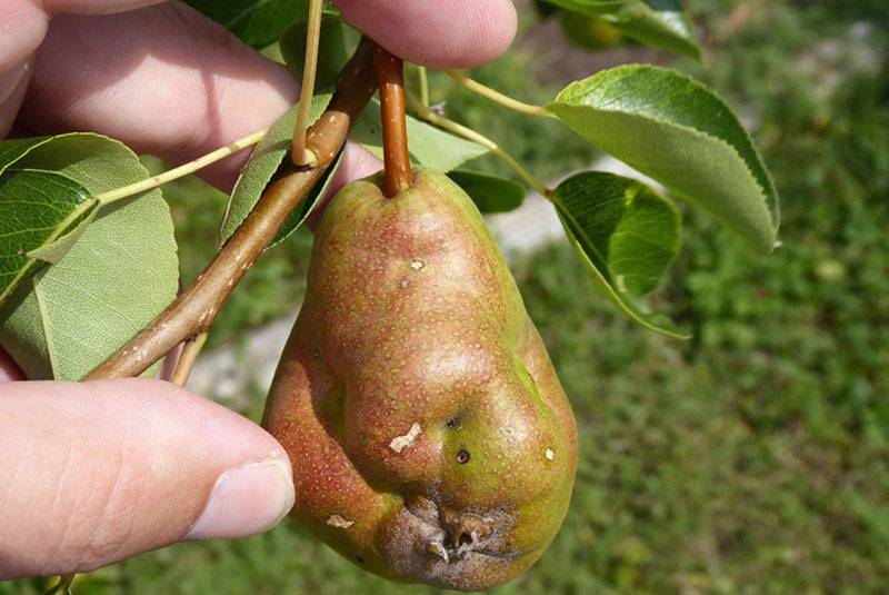 Почему гниют плоды груши на дереве и что делать, меры борьбы с болезнью