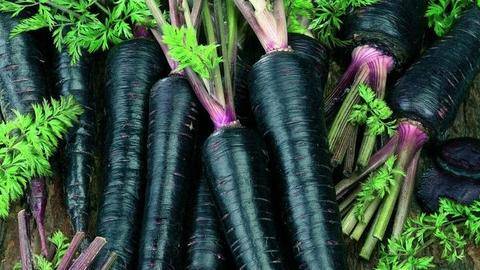Что такое сок черной моркови: выращивание, приготовление и применение