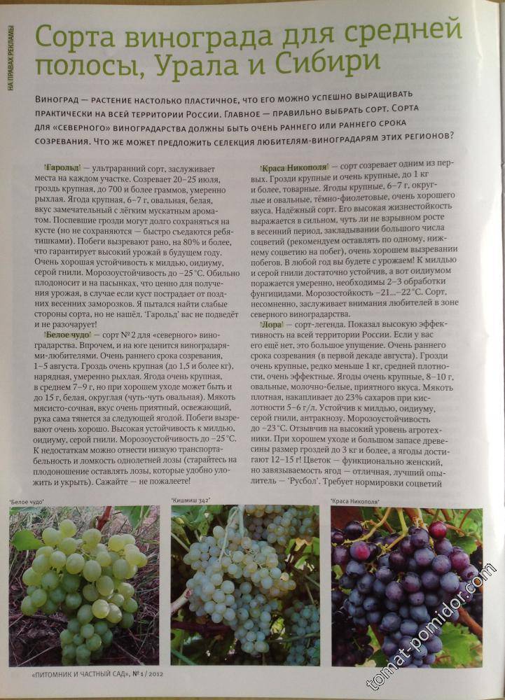 Описание и тонкости выращивания винограда сорта первозванный