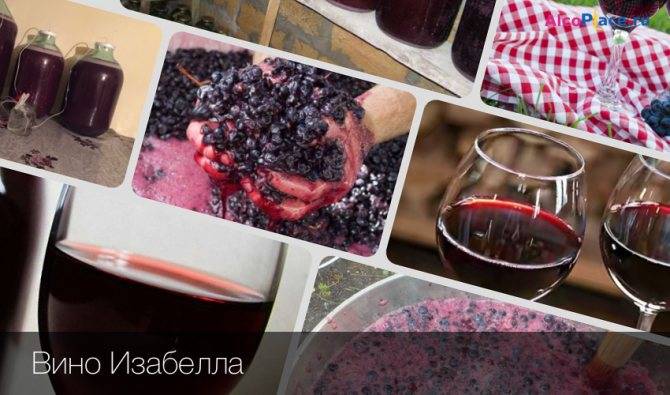 Домашнее вино: простые рецепты приготовления