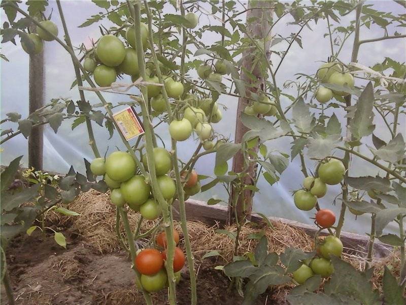 Томат сеньор помидор: характеристика и описание среднеспелого сорта с фото