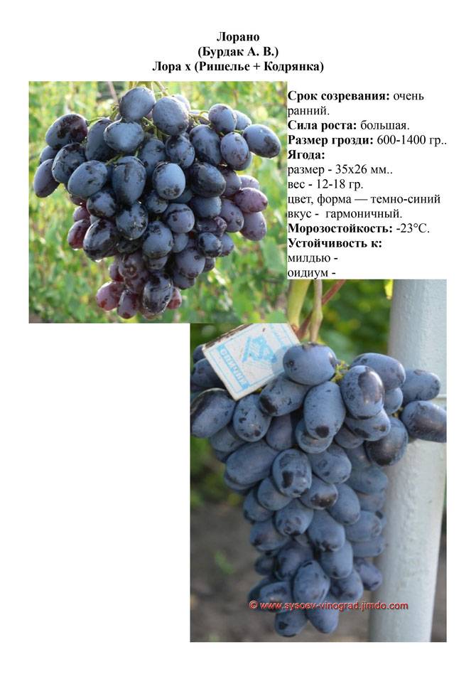 Виноград амурский прорыв один: описание сорта, фото, отзывы, характеристики, технология посадки и выращивания