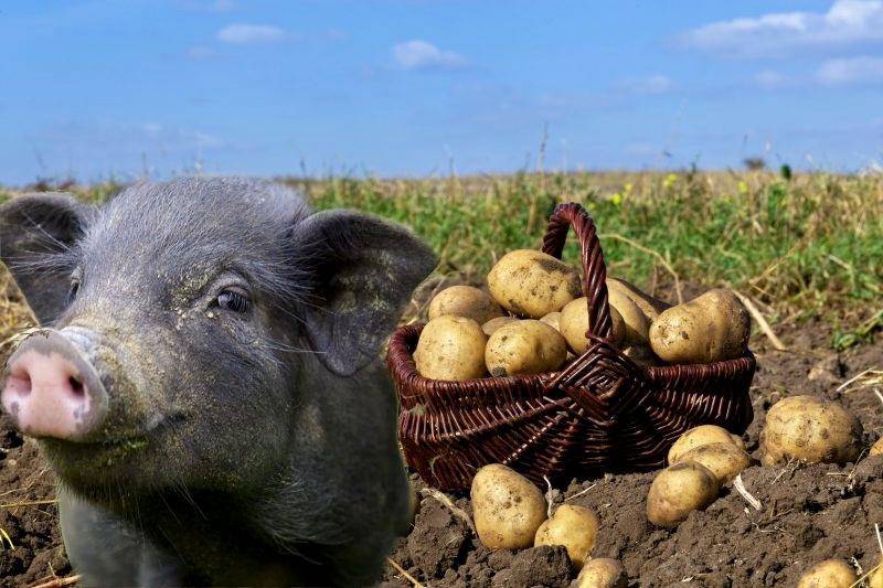 Можно ли давать свиньям сырой картофель и как правильно