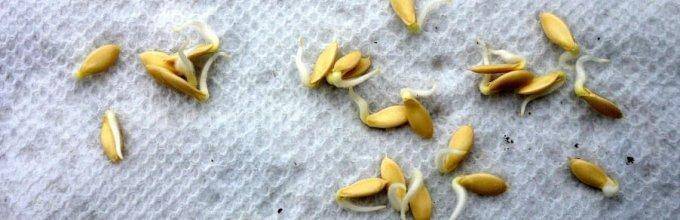 Как, в чем и нужно ли замачивать семена огурцов: обработка перед посадкой
