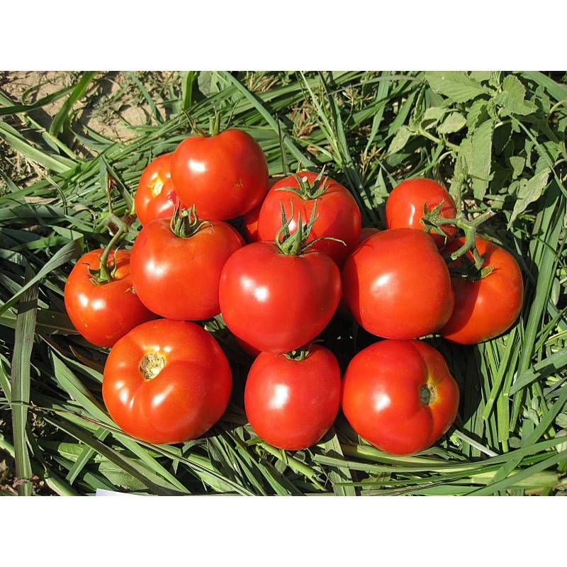 Уникальный сорт гибридных томатов «лоджейн»
