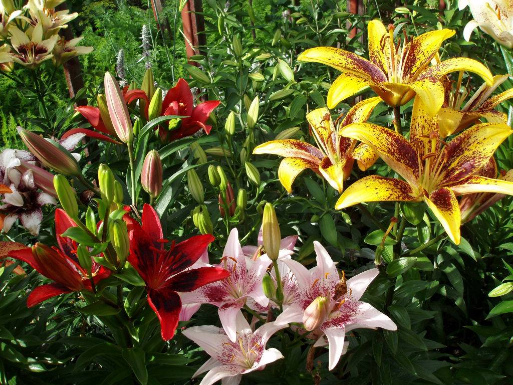 Лилия садовая: фото сортов и названия, описание, гибриды, размножение, весной, осенью, хранение после цветения, болезни