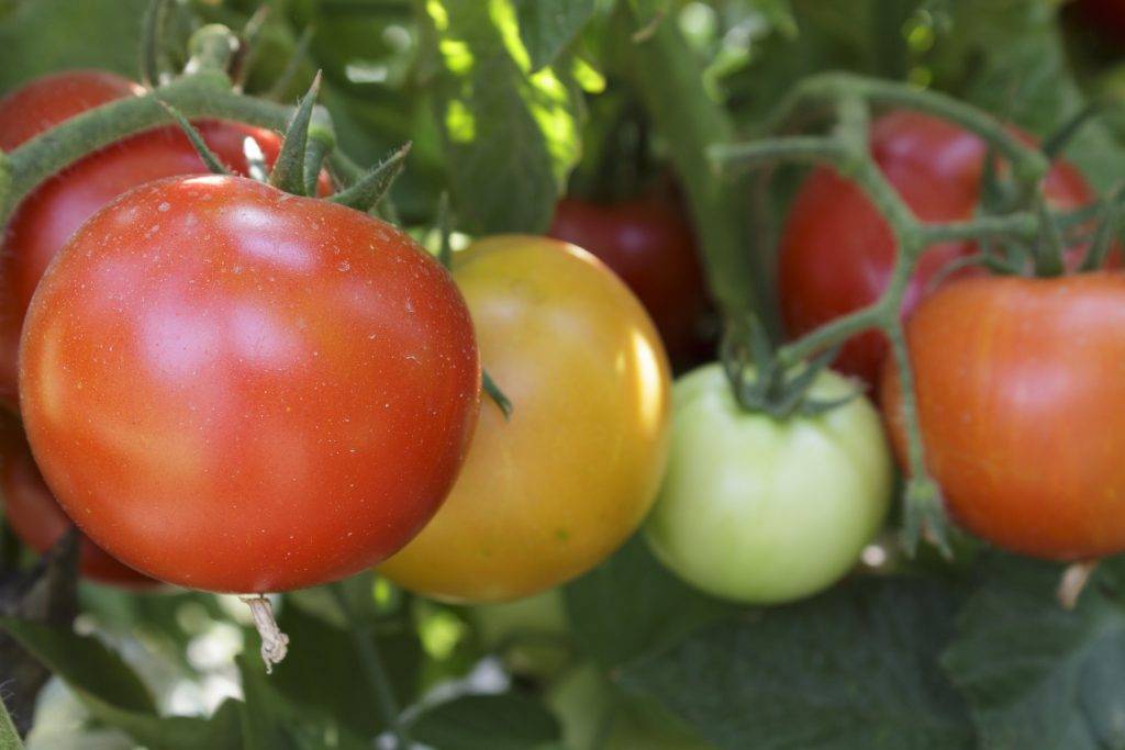 Выращивание томатов на урале в теплице: как происходит посадка помидоров и какой уход им нужен, какова урожайность? русский фермер