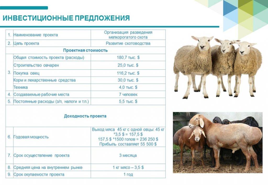 Выбор козы и козлёнка: рекомендации по покупке и подбору породы