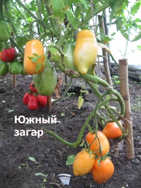 Характеристика и описание сорта томата южный загар, урожайность
