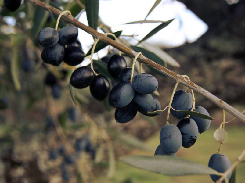 Сорта оливок: описание 13 лучших, как правильно выбрать, чем отличаются от маслин