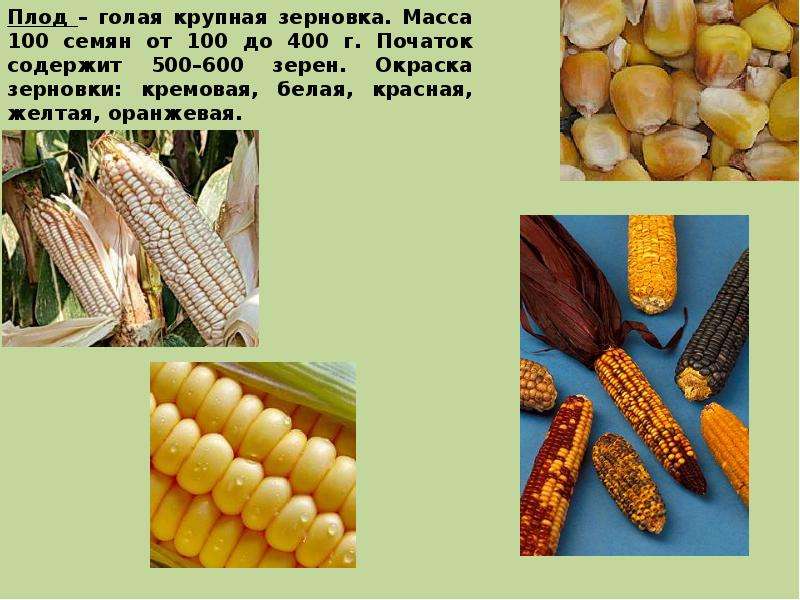 Кукуруза сахарная: самые лучшие сорта семян, калорийность сладкой разновидности в початках, сколько варится и технология её выращивания