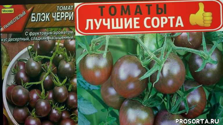 Томат работяга: описание и характеристика сорта, урожайность с фото
