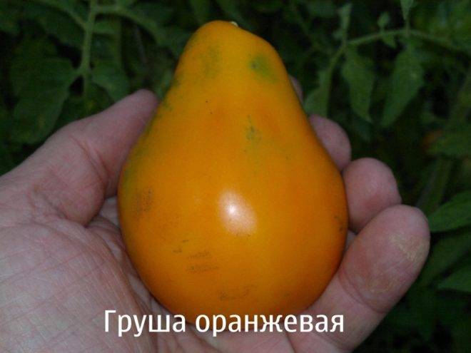 Томат грушовка: описание сорта помидора грушевидной формы