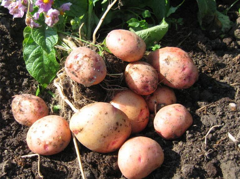 Ранний картофель "каратоп": описание сорта, фото, отзывы :: syl.ru