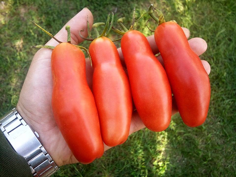 Томат казанова — сорт необычной формы, дающий по 3 кг плодов с куста