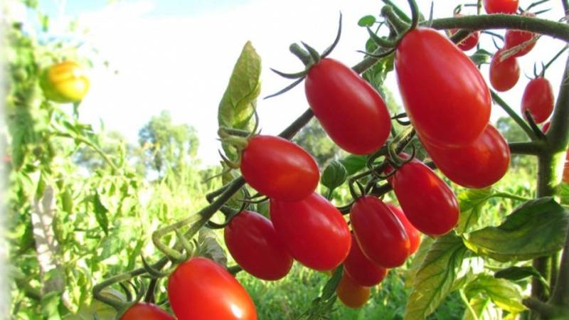 Томат дино f1: характеристика и описание сорта, урожайность с фото