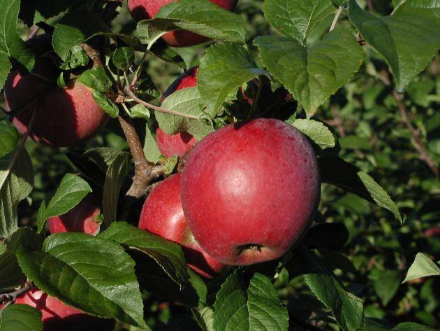 Яблоня флорина. описание сорта, фото, отзывы садоводов, где купить саженцы, морозостойкость, опылители