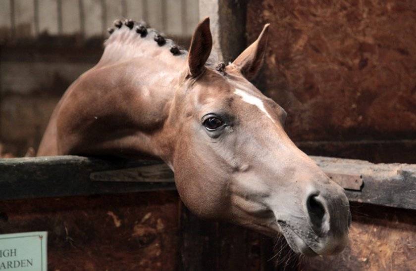 Картинка тумблер лошадь. Картинка тумблер Horse.