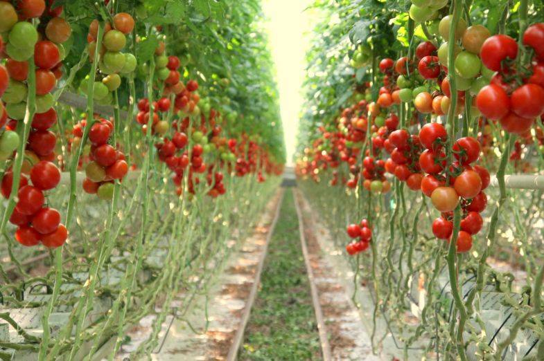 Узкие грядки или посадка томатов по митлайдеру: правила и особенности технологии
