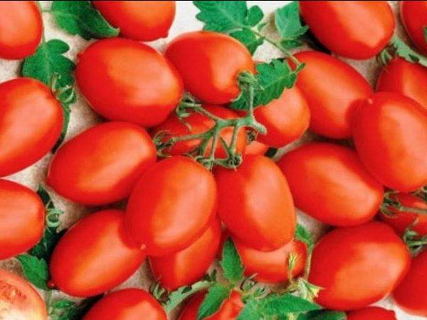 Лучшие сорта томатов для урала для теплиц и открытого грунта