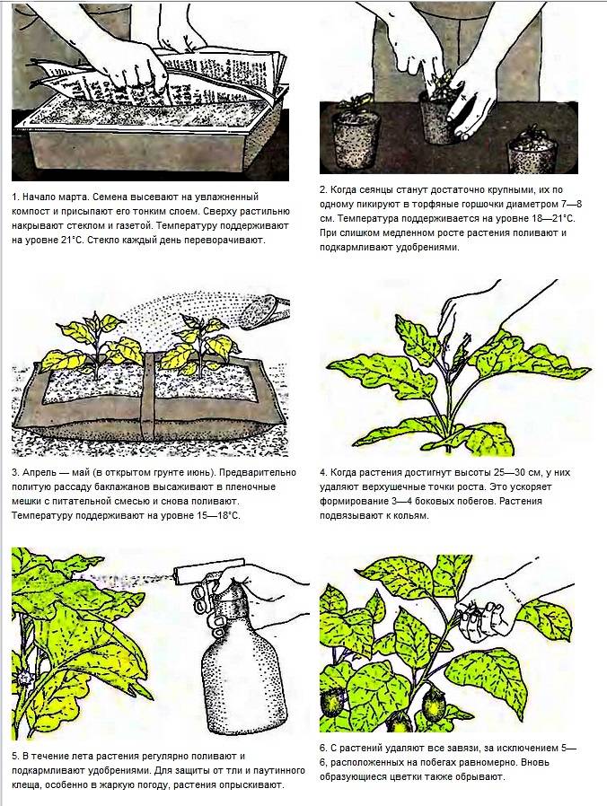 Ракитник: выращивание в саду, виды и сорта