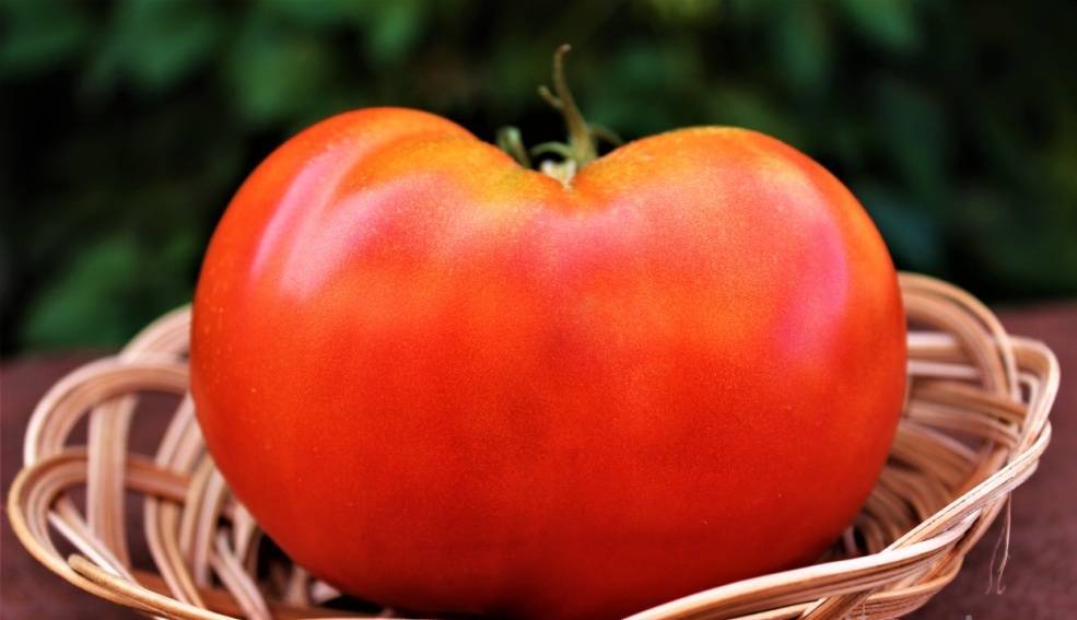 Томат толстые щечки – новый, но завоевавший доверие огородников, урожайный сорт помидоров