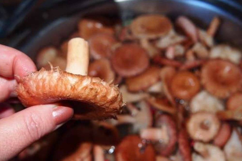 Как солить волнушки на зиму в домашних условиях горячим и холодным способом. как правильно мариновать грибы