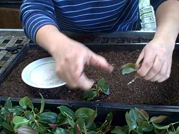 Королева комнатных лиан дипладения: уход в домашних условиях за вьющимся растением с зелеными листьям и яркими бутонами