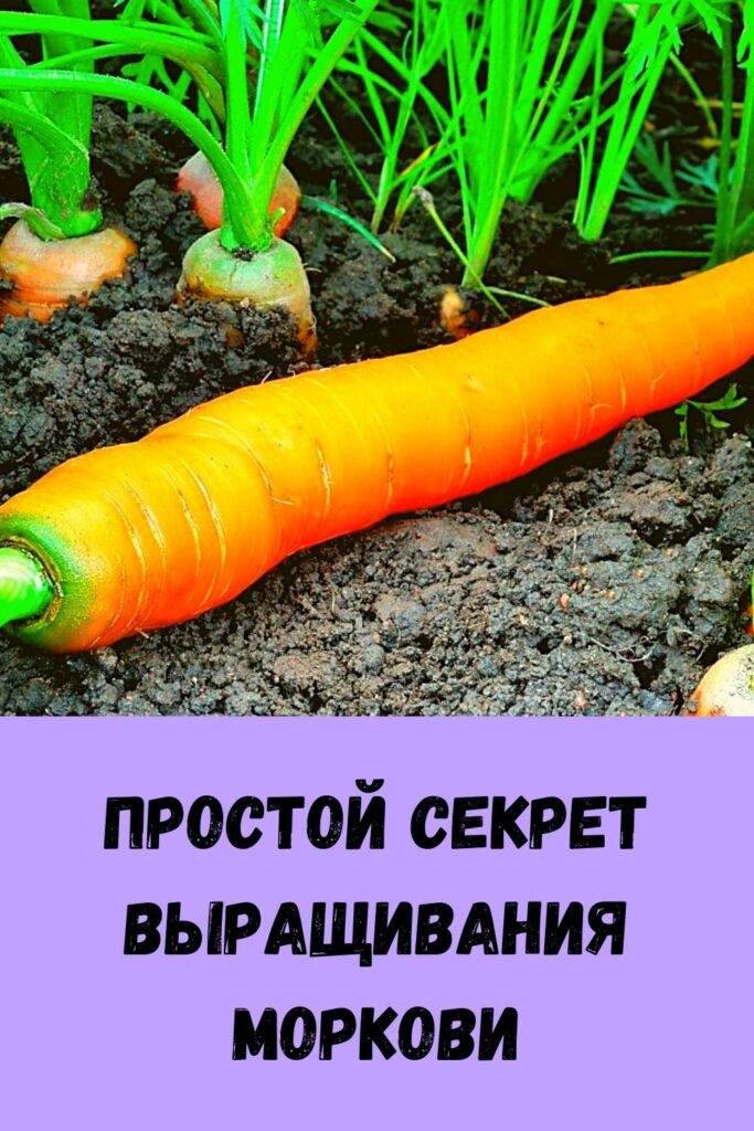 Как вырастить семена моркови самостоятельно: посадка и сбор в домашних условиях