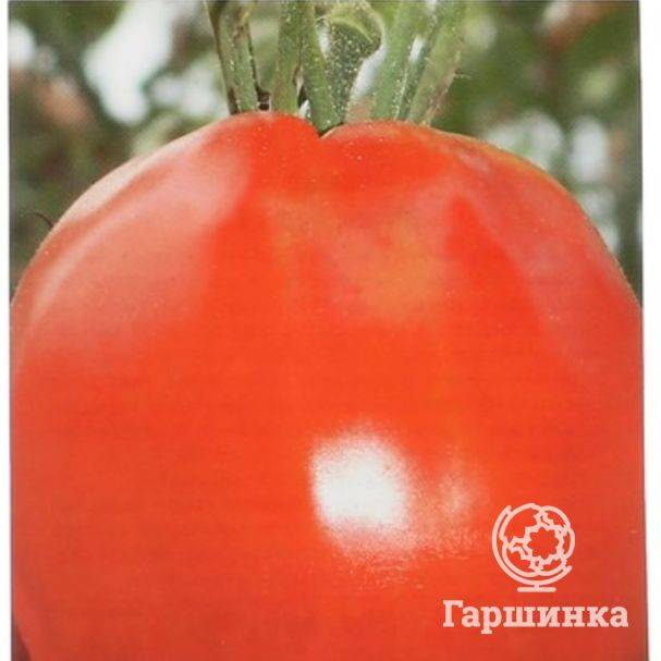 Описание селекционного томата метелица и советы по выращиванию сорта