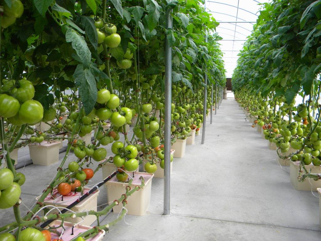 Принцип выращивания томатов по голландской технологии