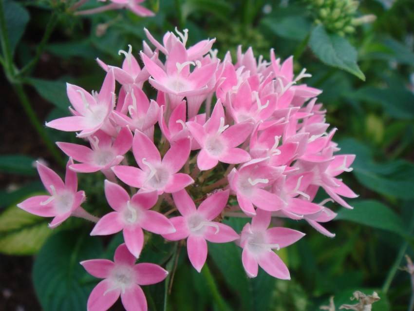 Цветок пентас: выращивание из семян, правила ухода и описание лучших сортов