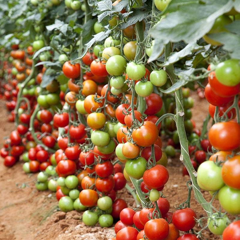 Описание сорта томата каротинка, его выращивание и уход