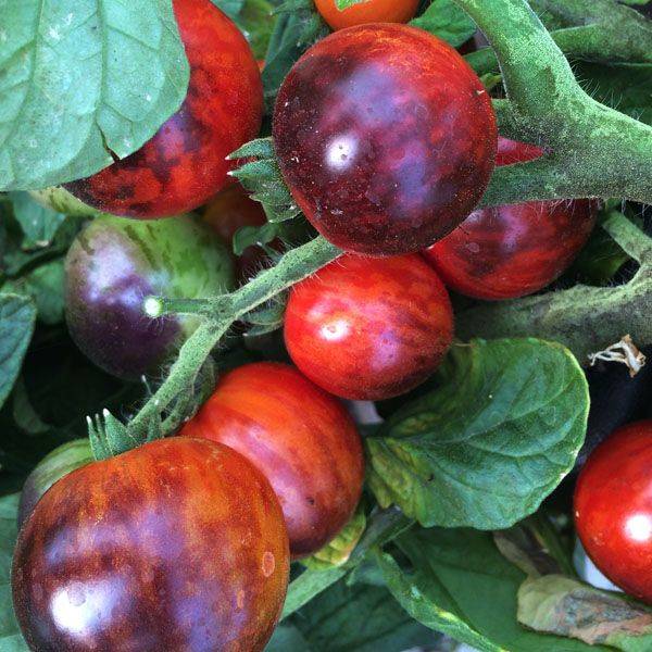 Томат гном бой с тенью: характеристика и описание сорта, фото куста и отзывы об урожайности помидоров