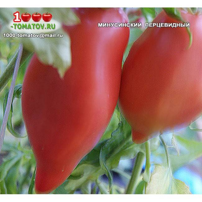 Плодородный гигант — томат минусинский урожайный: описание, фото