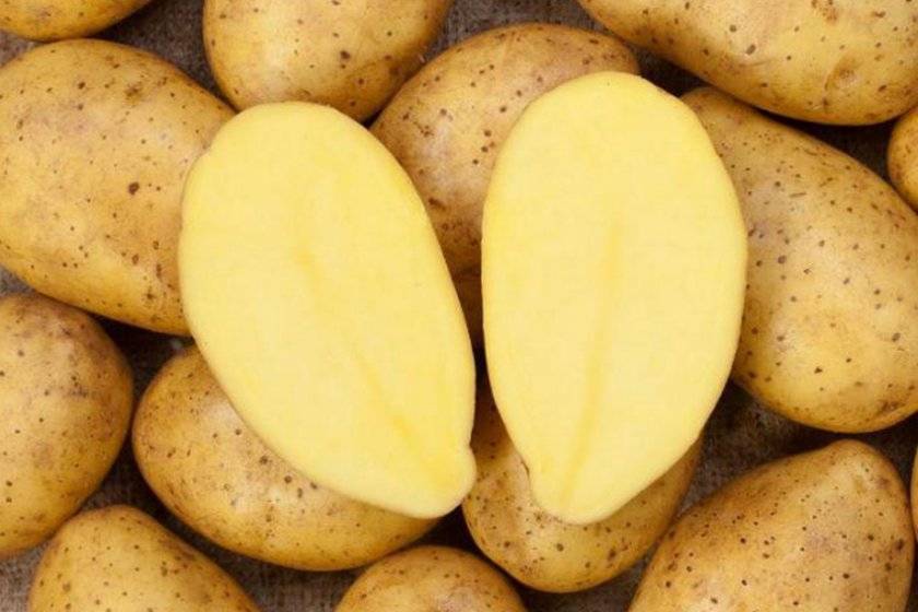 Сорт картофеля «зекура» – описание и фото
