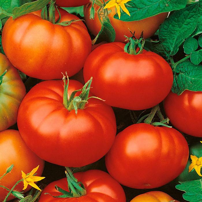 Раннеспелая новинка с приятным вкусом — томат настя: описание сорта, фото, отзывы дачников