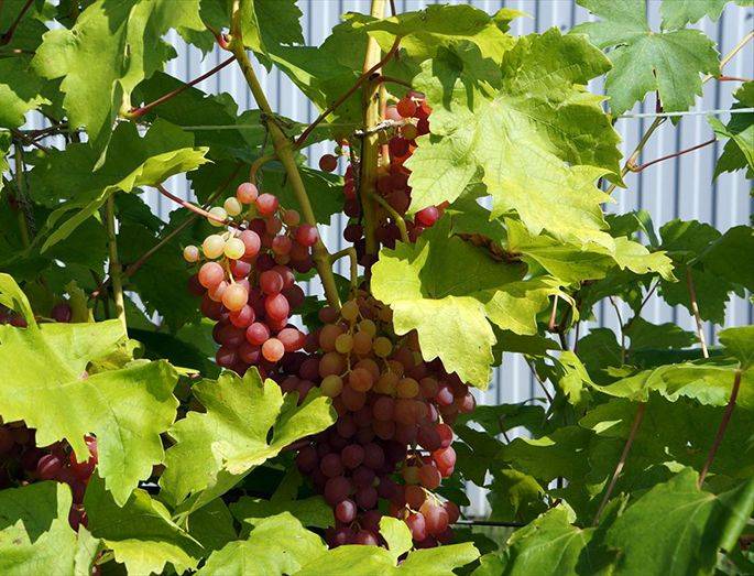 Лучистый виноград — кишмиш