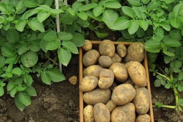Описание сорта картофеля Каратоп, его характеристика и выращивание