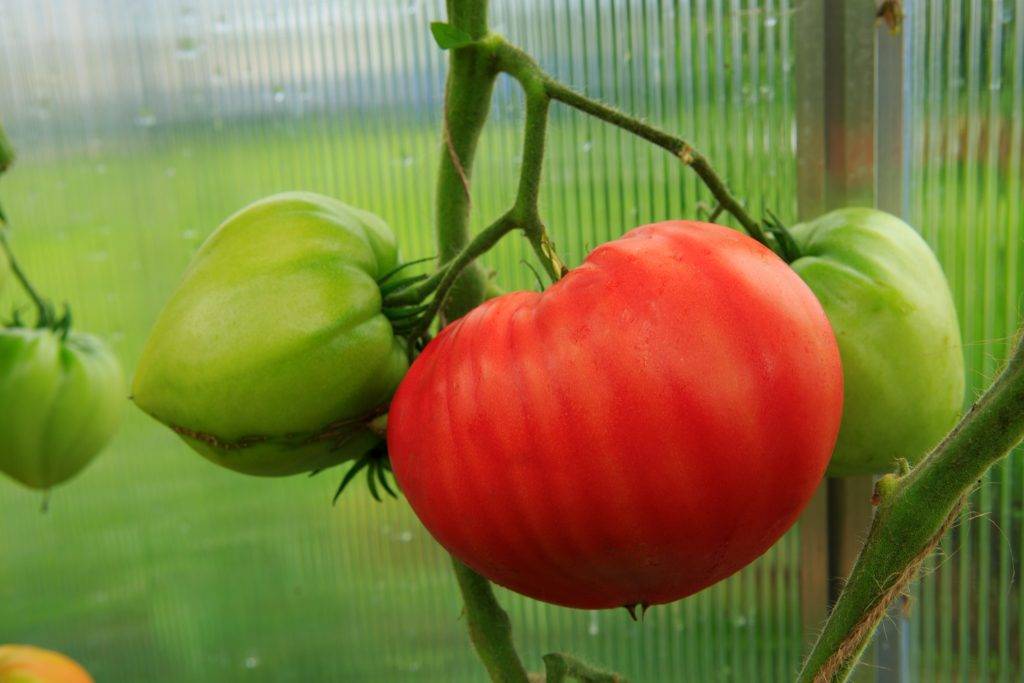 Томат розовые щечки: характеристика и описание сорта, фото куста, отзывы тех кто сажал помидоры об их урожайности | сортовед