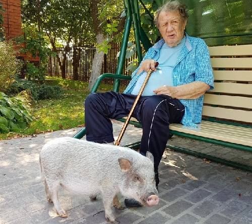 Мини-пиги: особенности карликовых свинок, содержание и уход