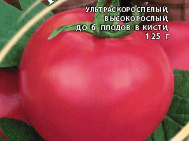 Характеристика томат «пинк уникум f1»: отзывы, фото куста