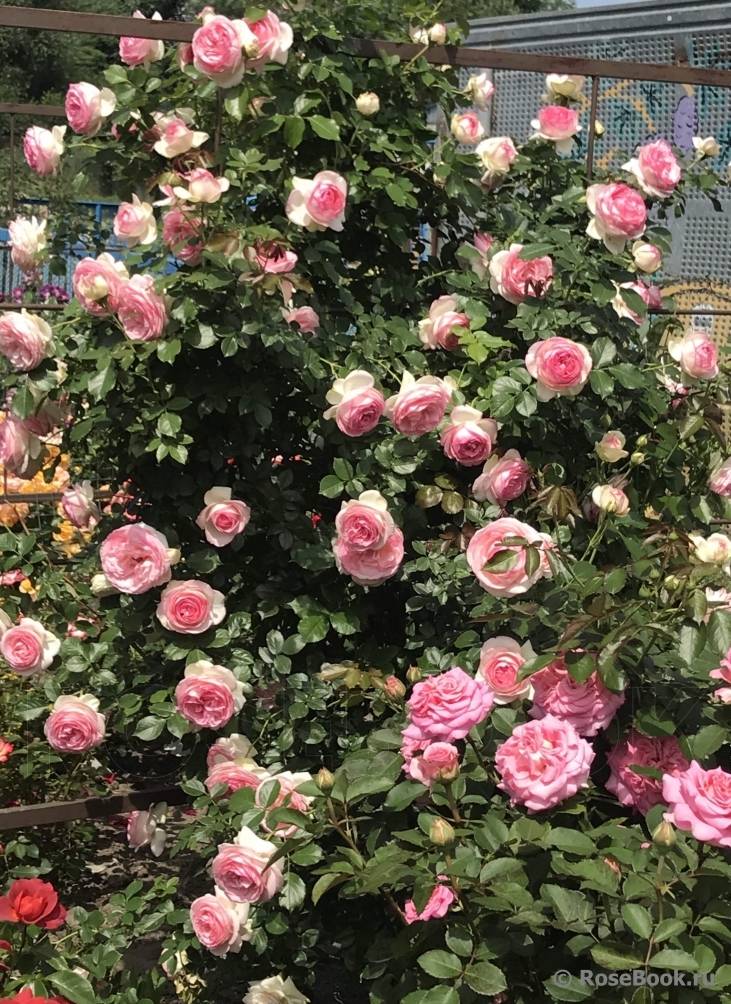 Все о плетистой розе пьер де ронсар: описание, посадка , уход и использование в саду