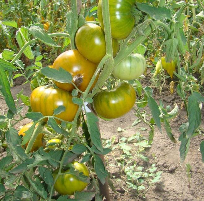 Томат болото: характеристика и описание сорта помидоров, отзывы о них, фото полученного урожая и секреты выращивания